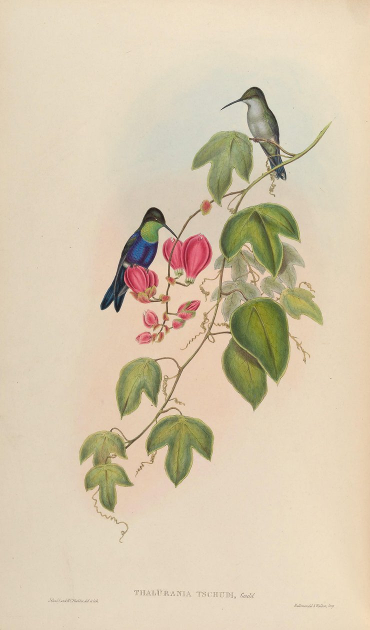 Thalurania tschudii = Thalurania furcata nigrofasciata بواسطة جون جولد