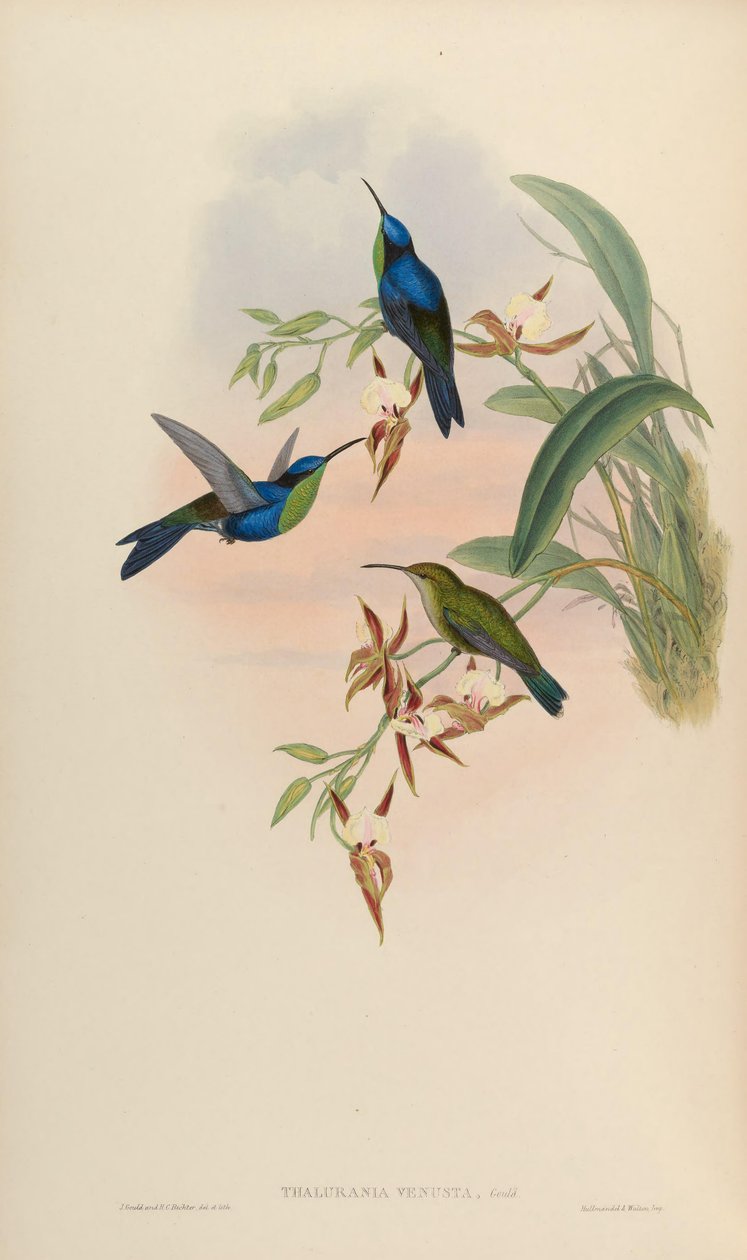 Thalurania venusta = Thalurania furcata venusta بواسطة جون جولد