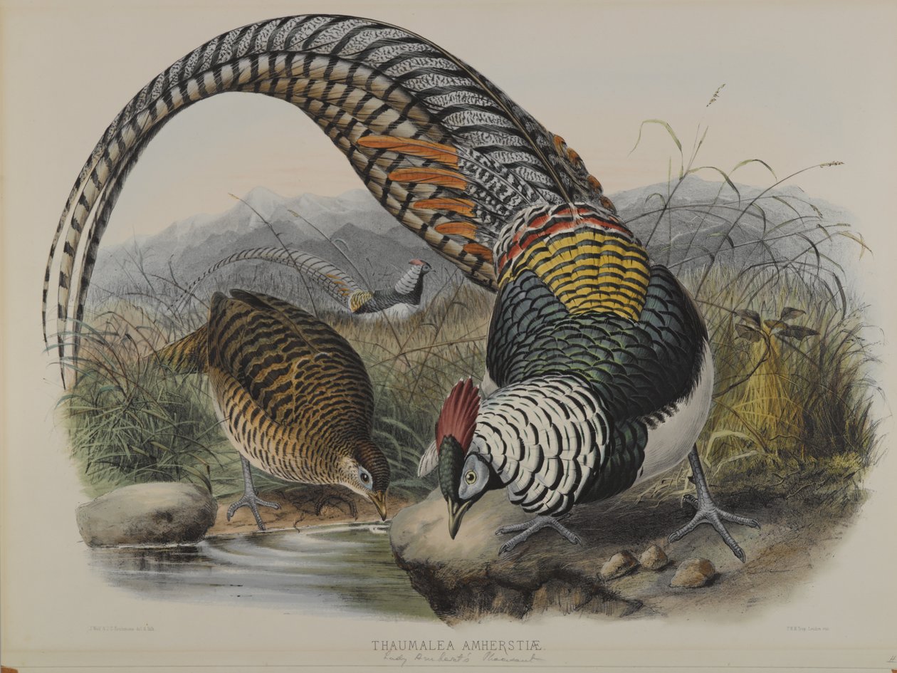 Thaumalea Amherstiae: Lady Amherts Pheasant بواسطة جون جولد