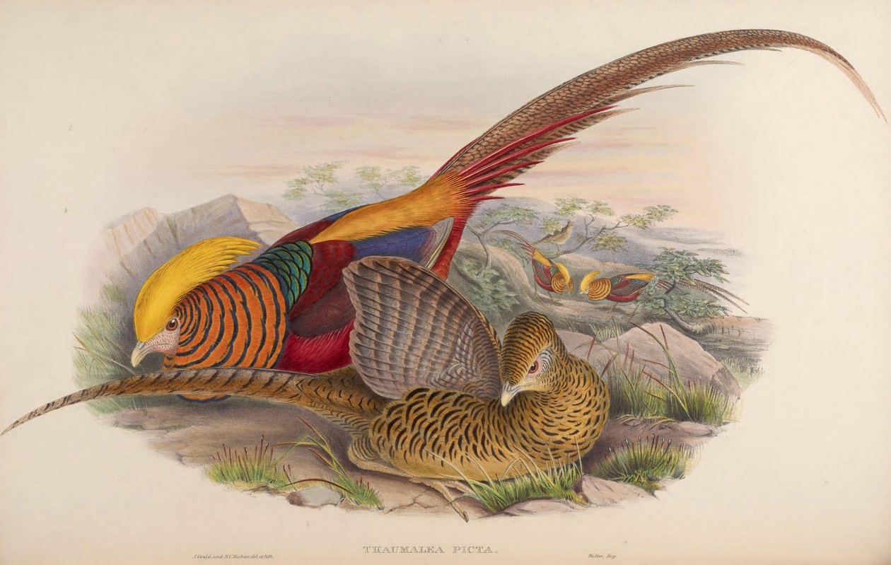 Thaumalea picta = Chrysolophus pictus بواسطة جون جولد