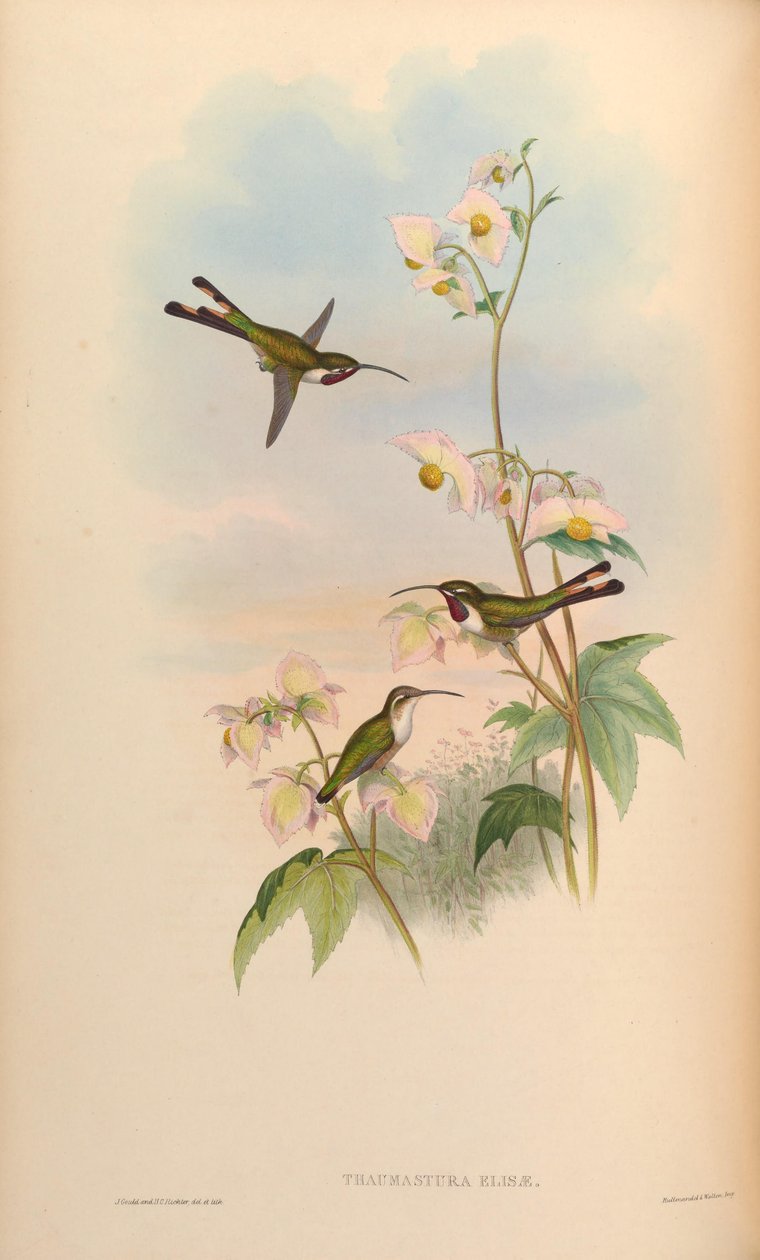 Thaumastura elizae = Doricha eliza بواسطة جون جولد