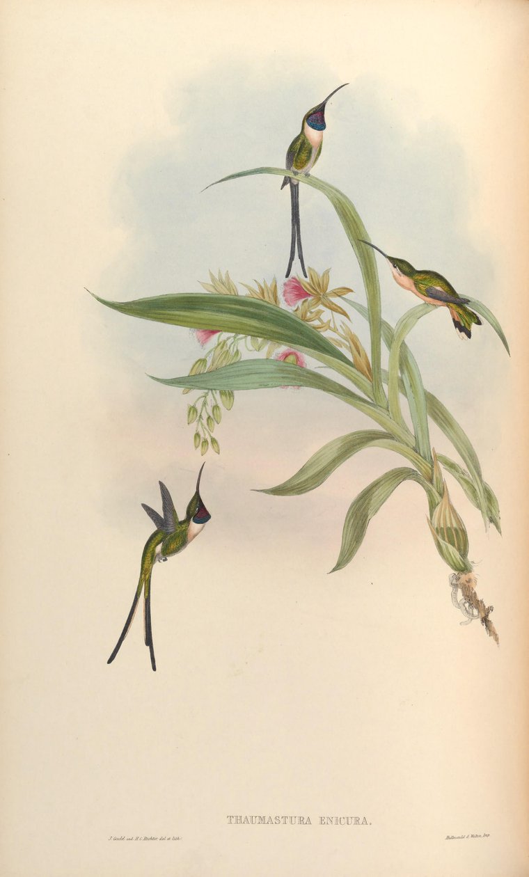 Thaumastura enicura = Doricha enicura بواسطة جون جولد