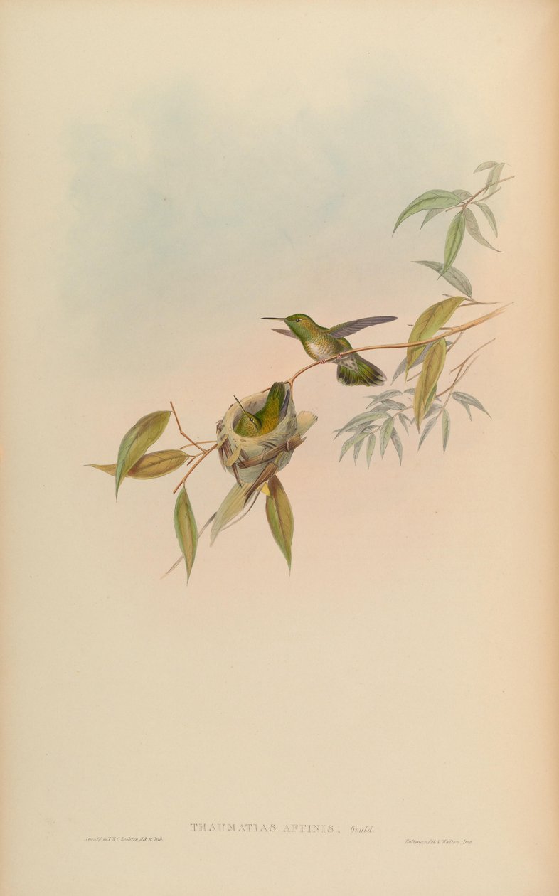 Thaumatias affinis = Amazilia versicolorgould Index بواسطة جون جولد