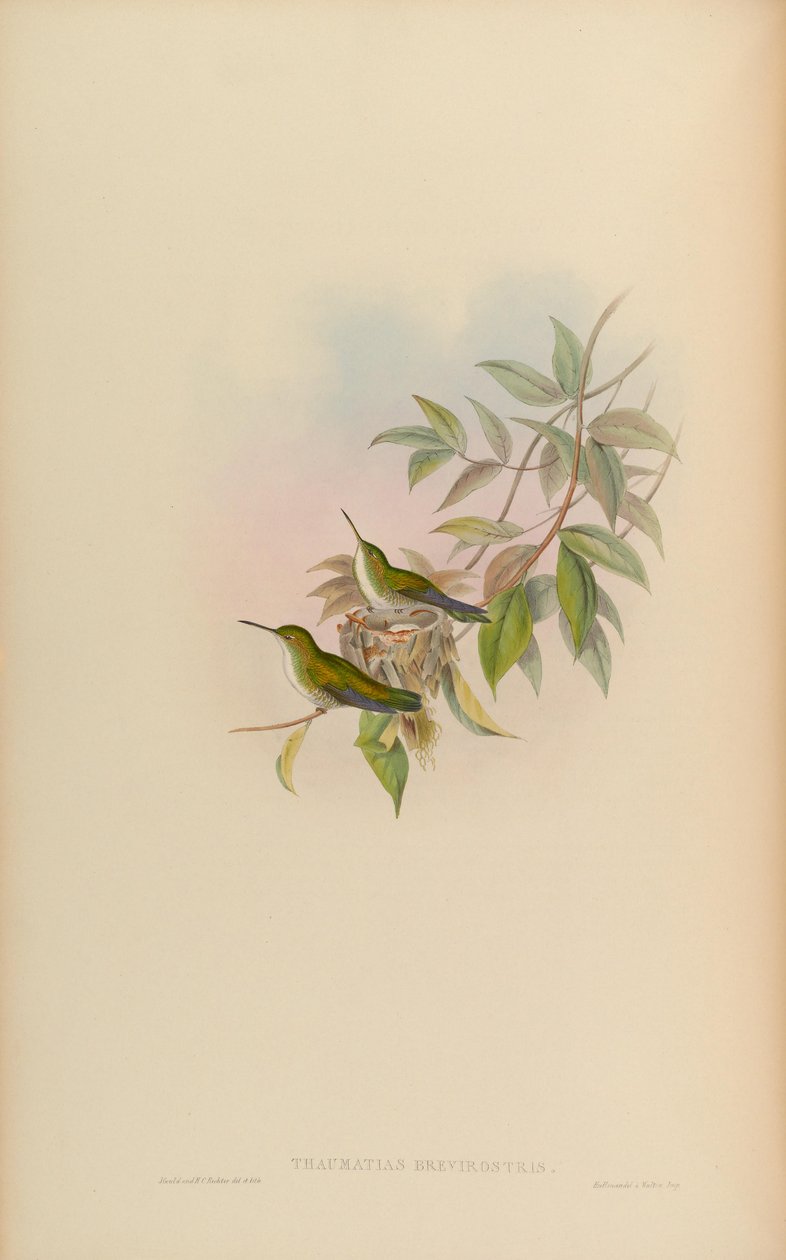 Thaumatias brevirostris = أمازيليا بريفيروستريس بواسطة جون جولد