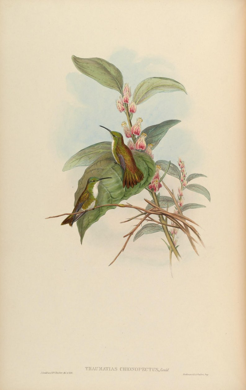 هجوم ثوماتيس = Amazilia brevirostris pionopectus بواسطة جون جولد