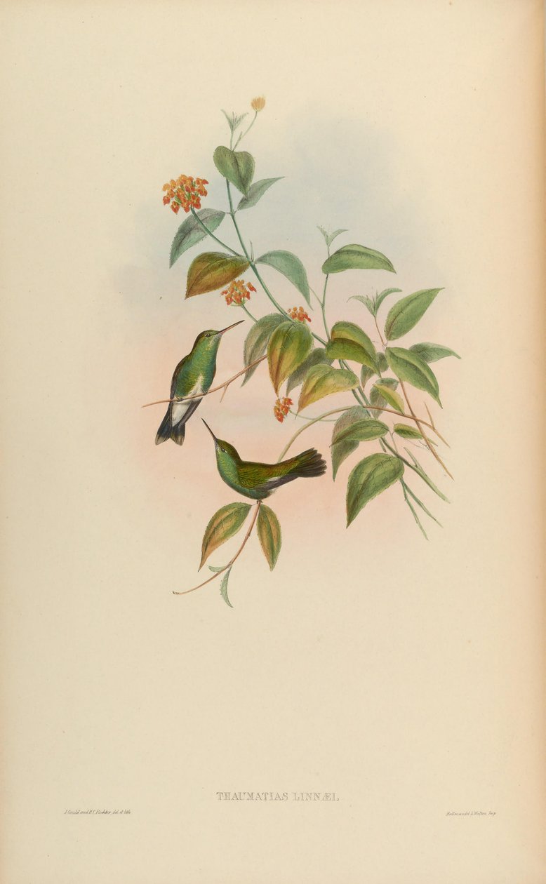 Thaumatias linnaei = Amazillia fimbriata fimbriata بواسطة جون جولد