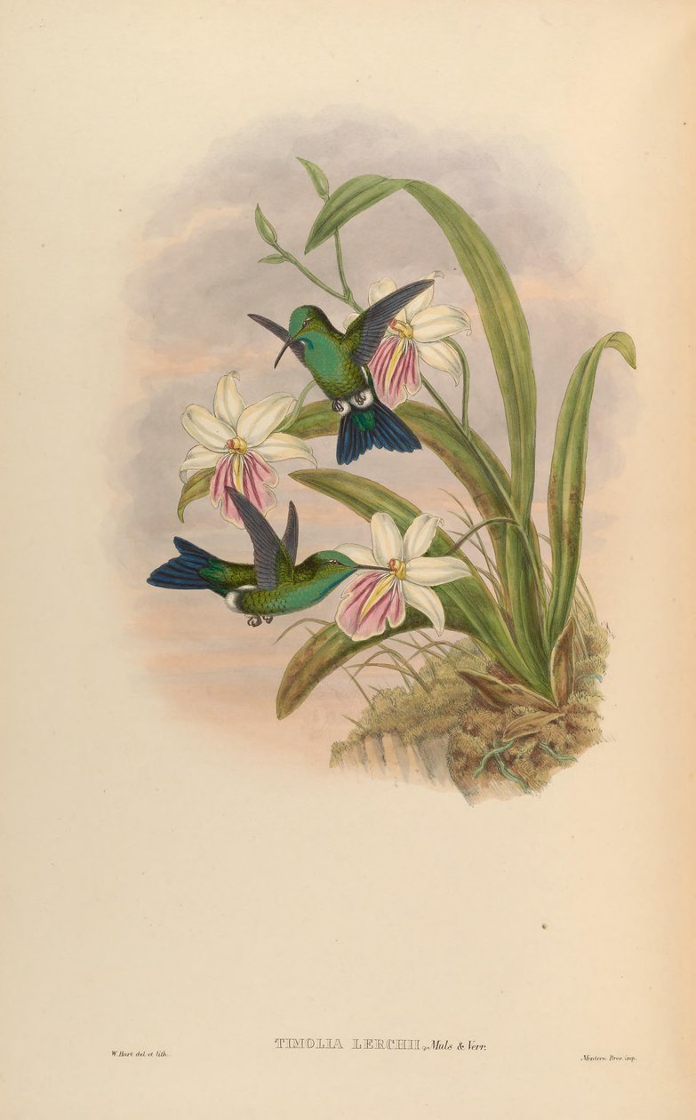 Timolia lerchi = Thalurania furcata x Chrysuronia oenone؟ بواسطة جون جولد