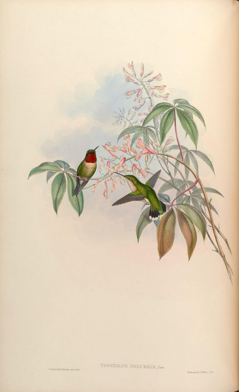 Trochilus colubris = أرخبيل القولون بواسطة جون جولد