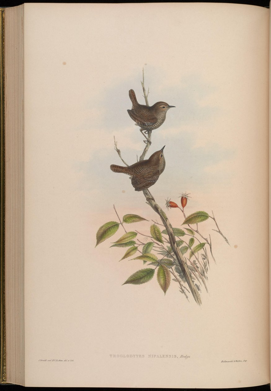 triplodytes nipalensis = Troglodytes troglodytes nipalensis بواسطة جون جولد