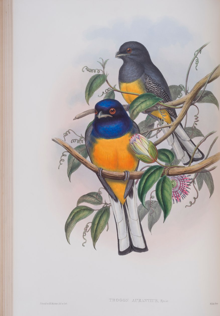 Trogon Aurantius ، لوحة من طيور بريطانيا العظمى جون جولد ، تم نشرها 1862-1873 (ليثو ملون باليد) بواسطة جون جولد