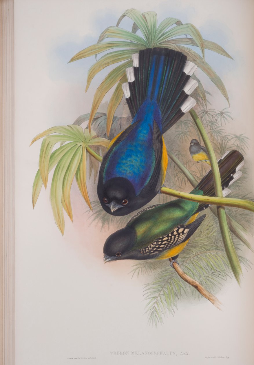 Trogon Melanocephalus ، لوحة من طيور بريطانيا العظمى بواسطة جون جولد ، تم نشرها 1862-1873 (ليثو ملون يدويًا) بواسطة جون جولد