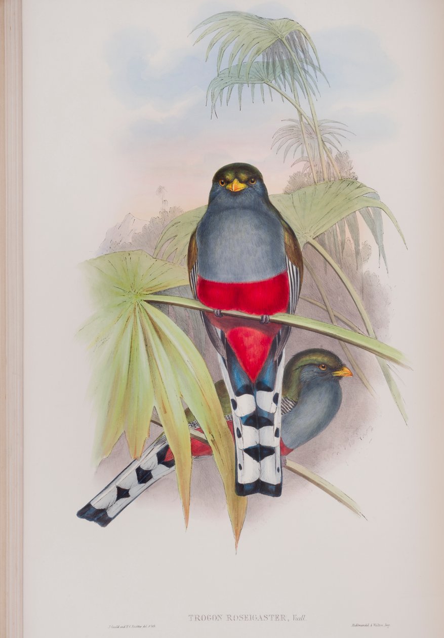 Trogon Roseigaster ، لوحة من طيور بريطانيا العظمى من قبل جون جولد ، نشرت 1862-1873 (ليثو ملون باليد) بواسطة جون جولد