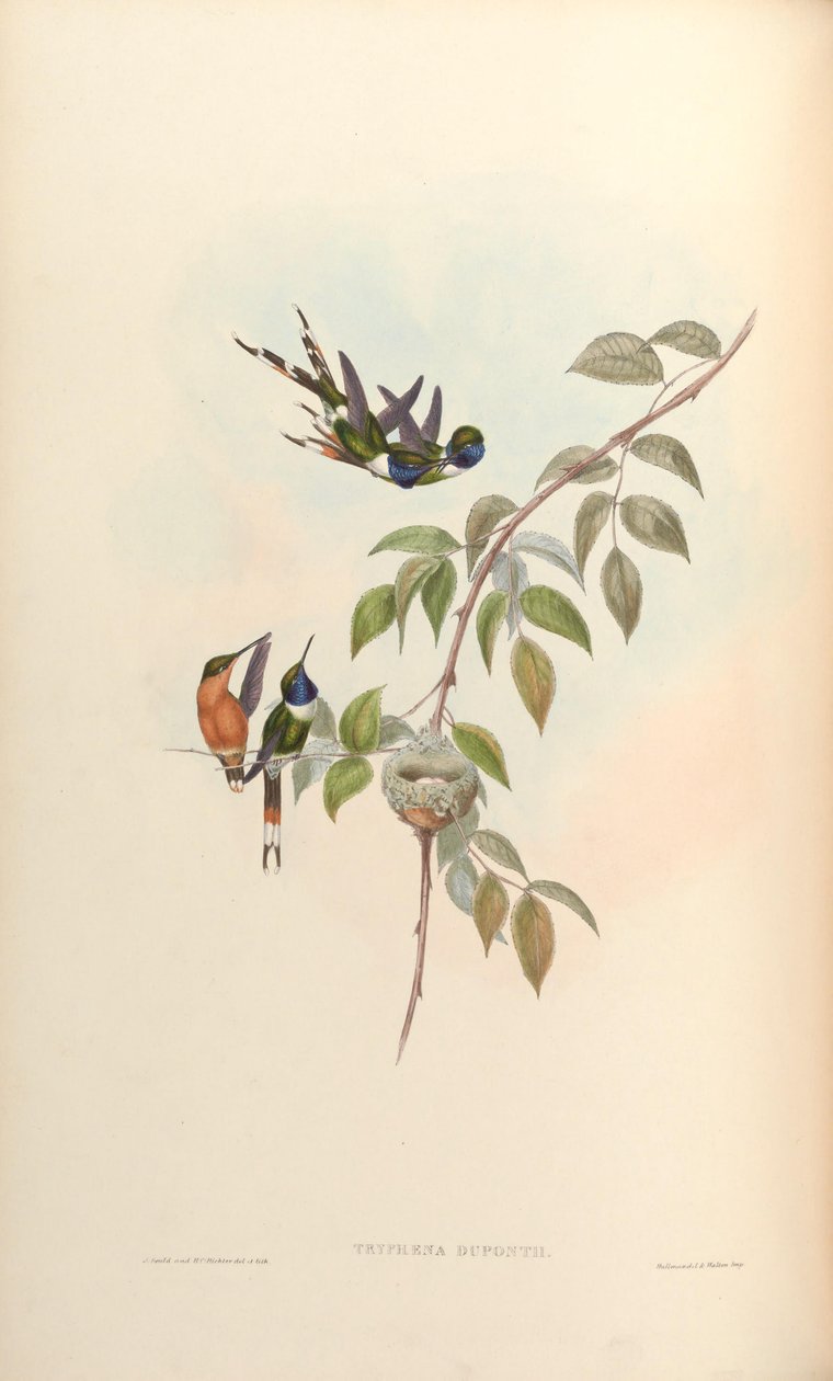 Tryphaena duponti = تيلماتورا دوبونتي بواسطة جون جولد