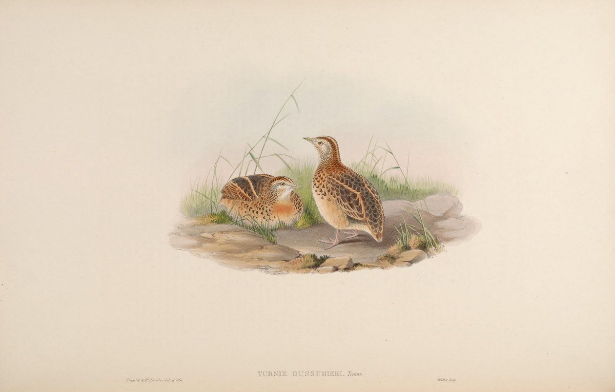 Turnix dussumieri = Turnix sylvaticus dussumier [2] بواسطة جون جولد