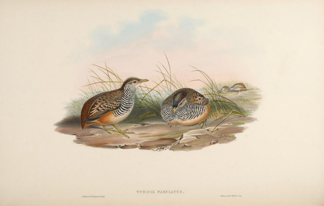 Turnix fasciata = مستشعر Turnix fasciata بواسطة جون جولد