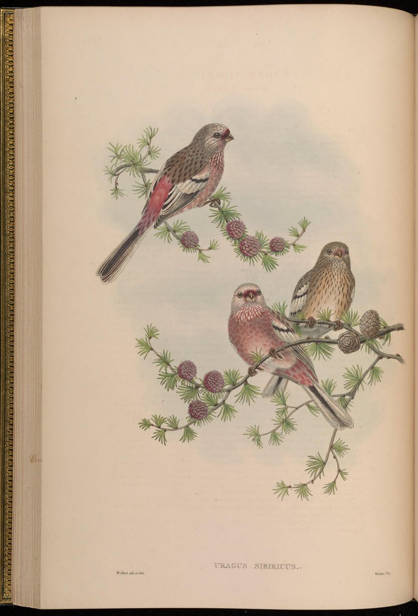 Uragus sibiricus بواسطة جون جولد