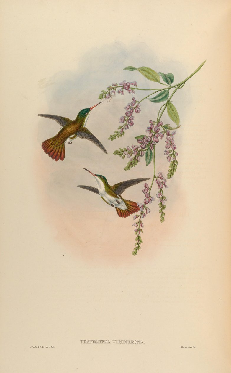 Uranomitra viridifrons = Amaxilia viridifrons viridifrons بواسطة جون جولد