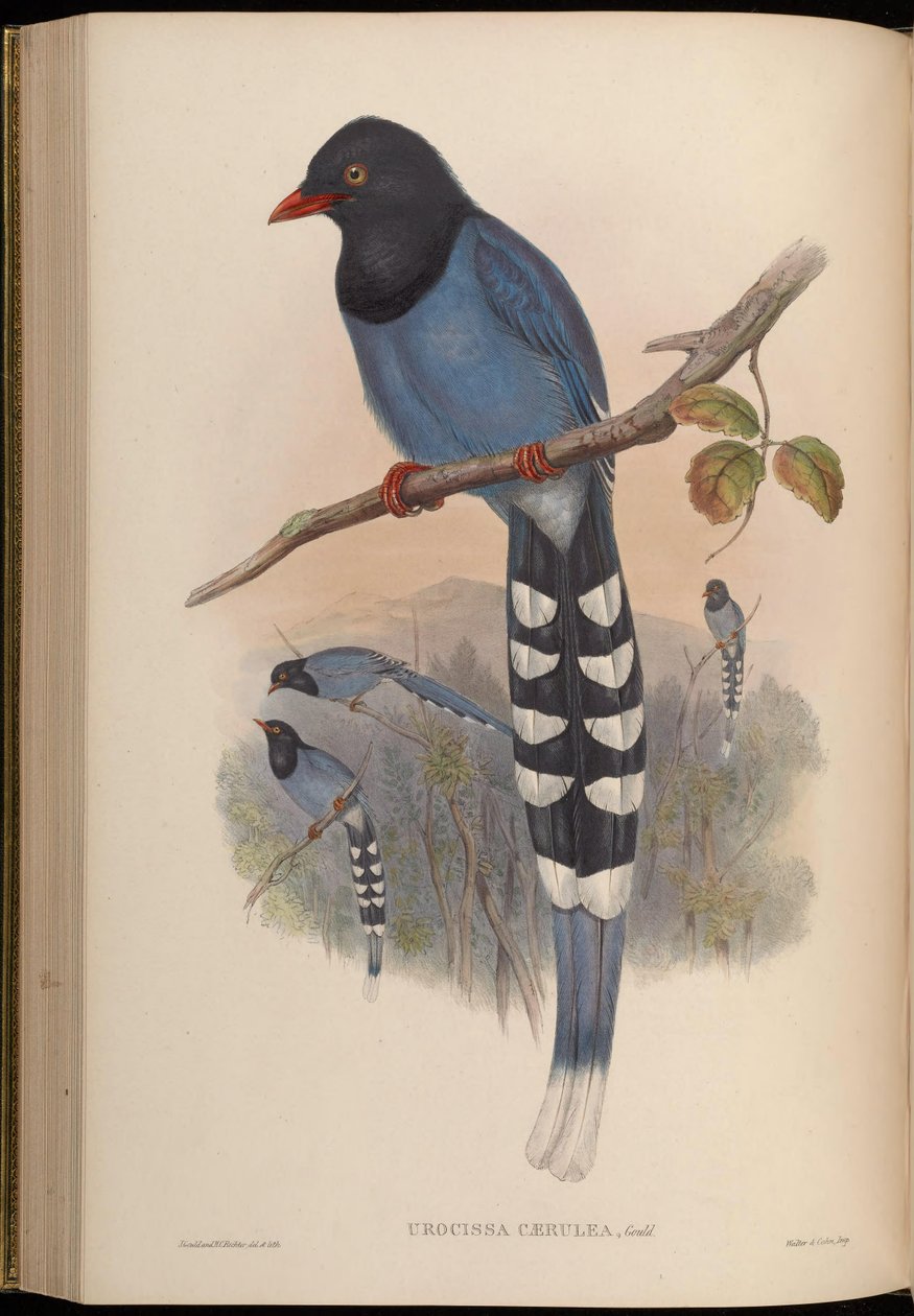 Urocissa caerulea بواسطة جون جولد