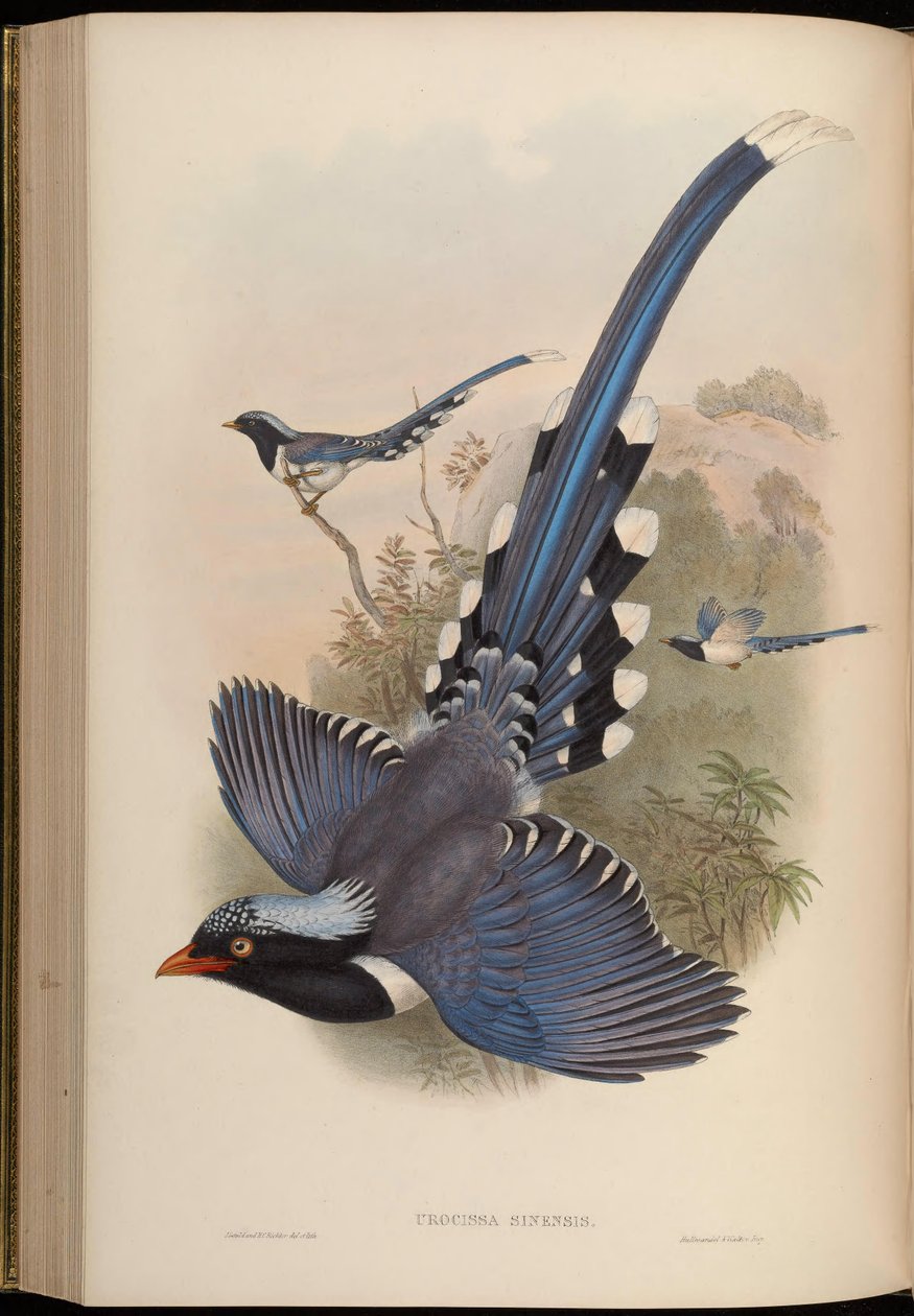 Urocissa sinensis = Urocissa erythrorhyncha بواسطة جون جولد