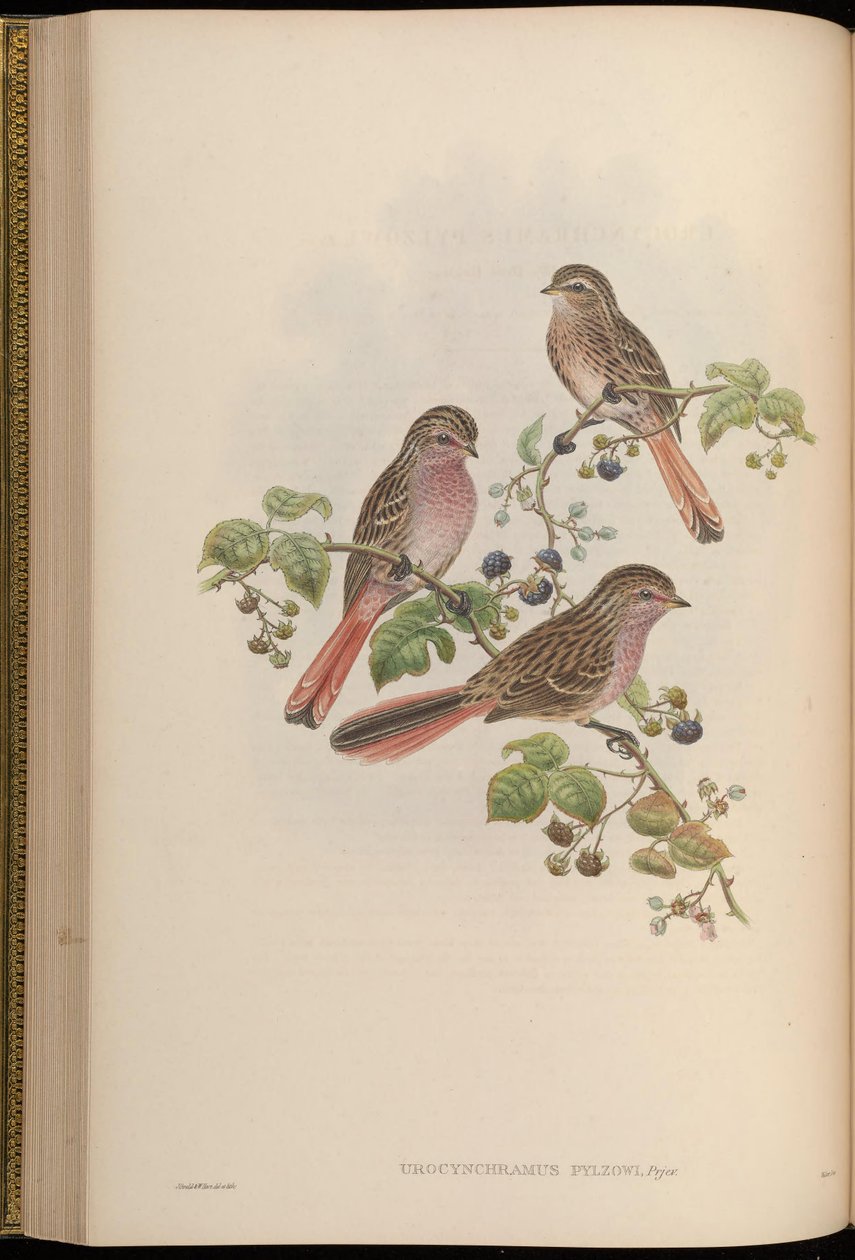 Urocynchramus pylzowi بواسطة جون جولد