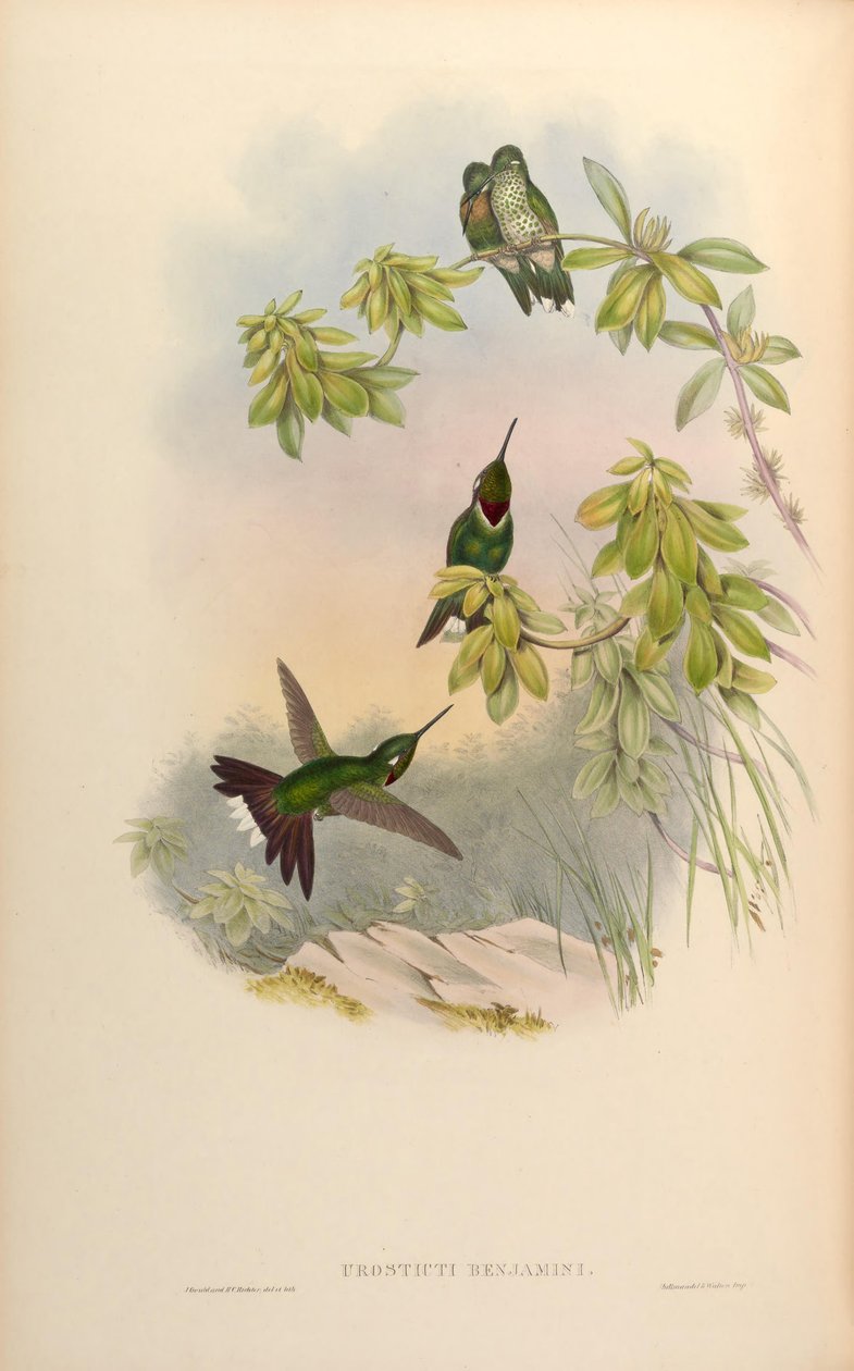 Urosticte benjamini بواسطة جون جولد