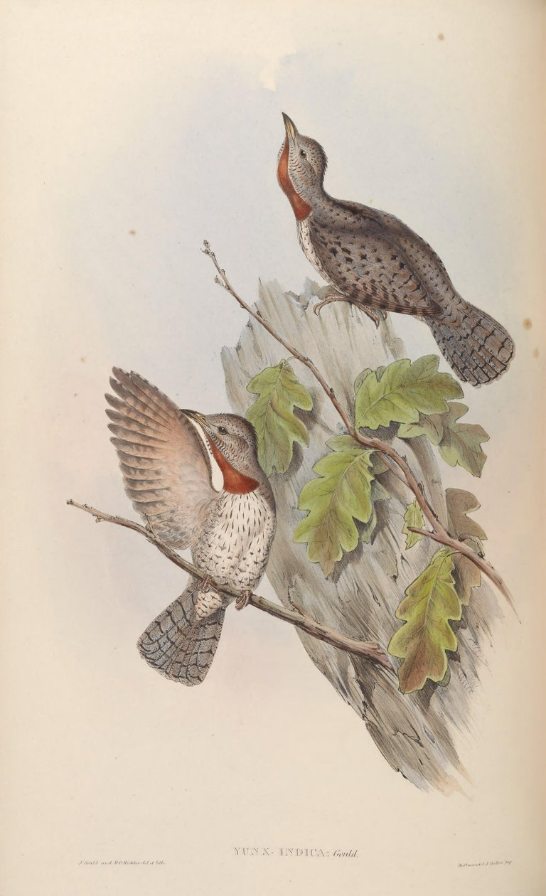 Ynnx tell = Jynx Grebe (syn. J. pectoral) بواسطة جون جولد