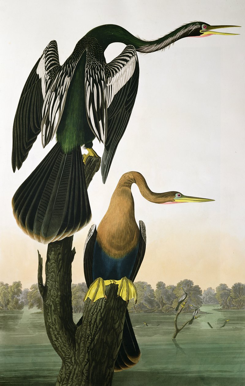 دارتر ذو فاتورة سوداء ، من "طيور أمريكا" ، نقشه روبرت هافيل (1793-1878) 1836 بواسطة جون جيمس أودوبون