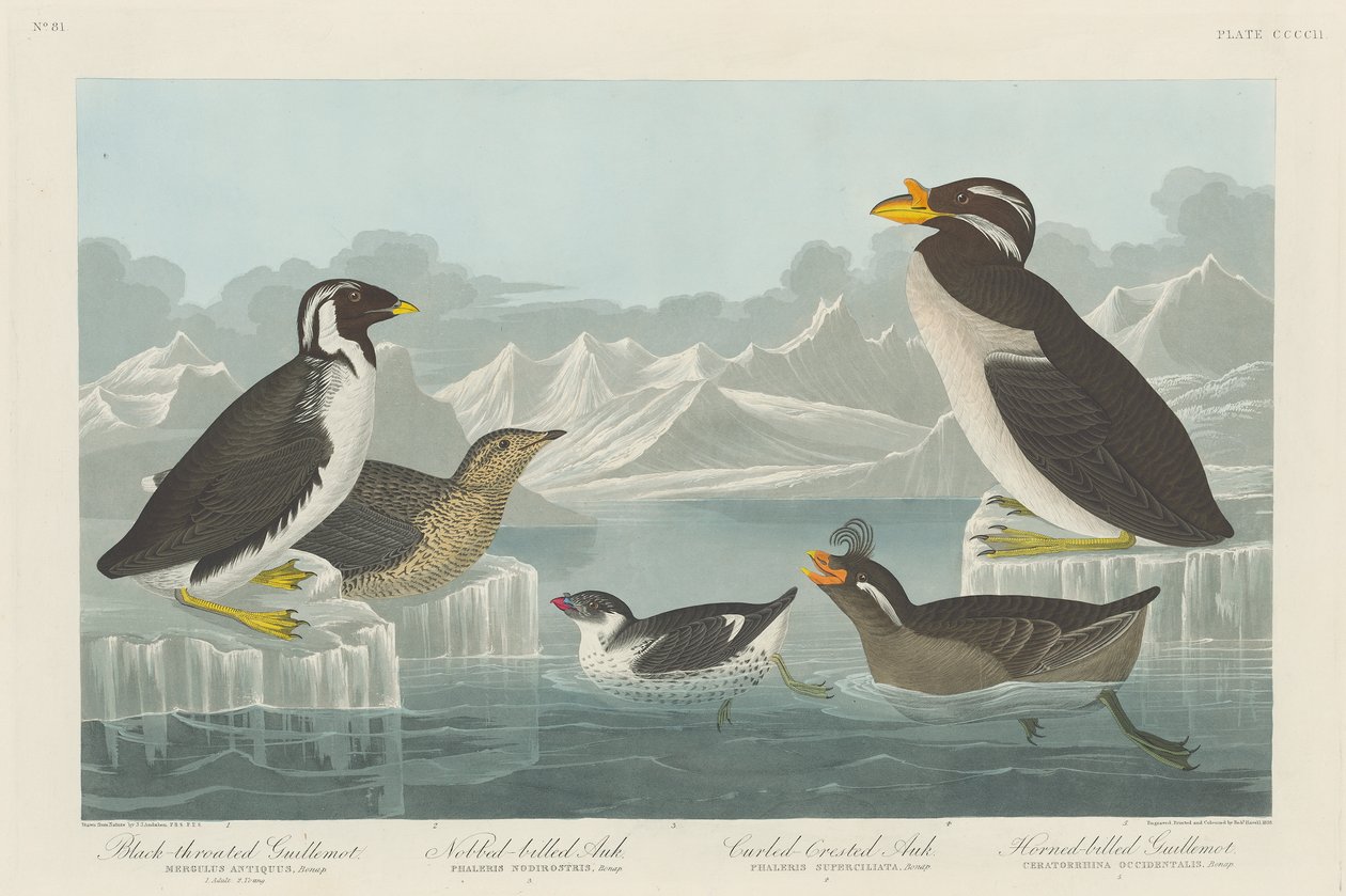 فيلم Guillemot ذو الحنجرة السوداء ، Nuked-billed Auk ، و Curled-Crested Auk و Horned-billed Guillemotrn1838 بواسطة جون جيمس أودوبون