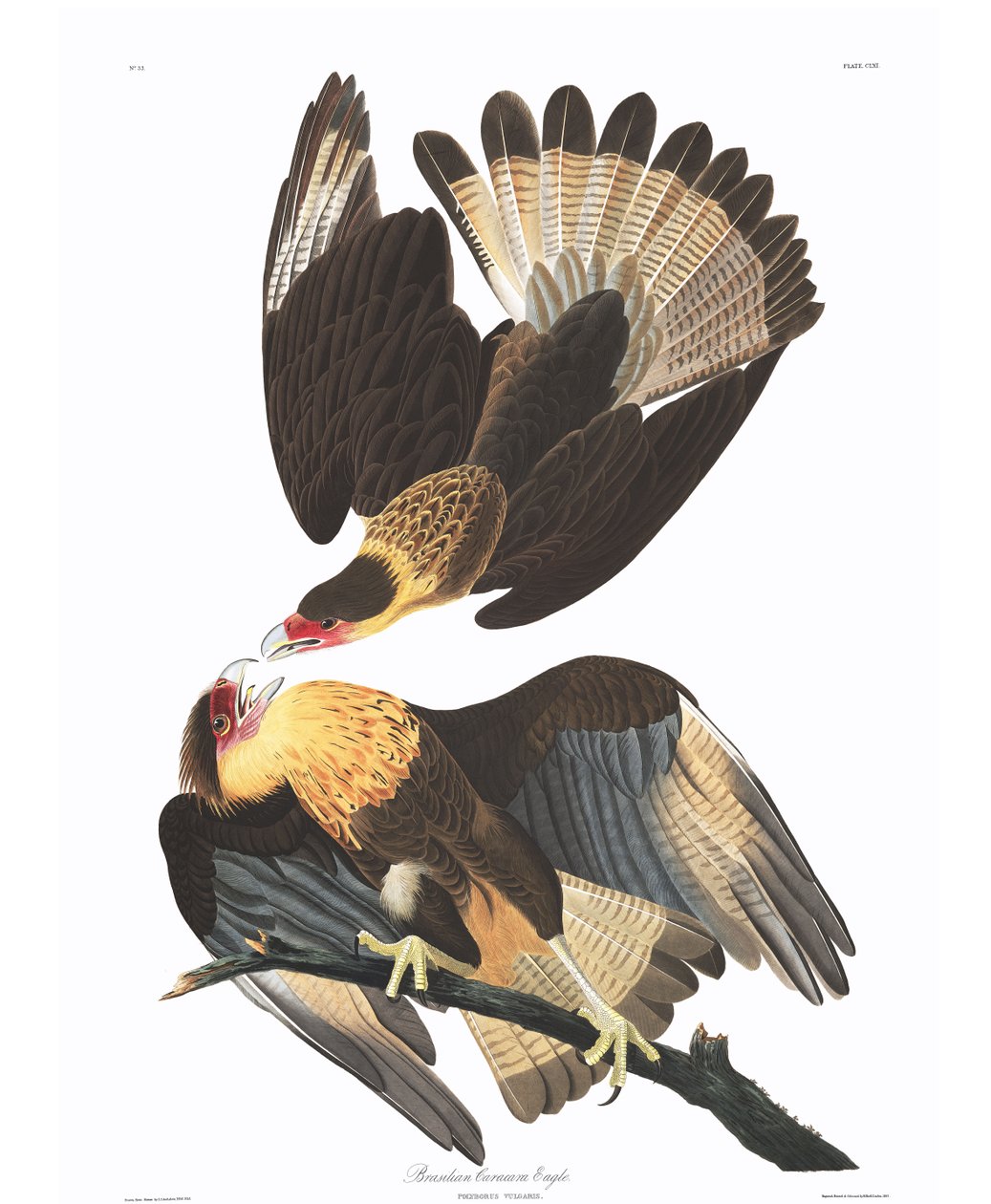 النسر البرازيلي كاراكارا (Polyborus vulgaris) بواسطة جون جيمس أودوبون