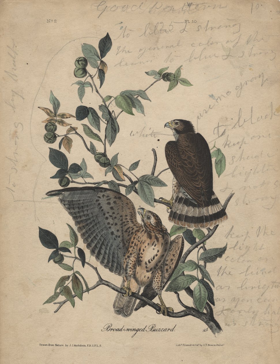 Buzzard عريضة الأجنحة ، litho بواسطة JT Bowen ، 1840 بواسطة جون جيمس أودوبون