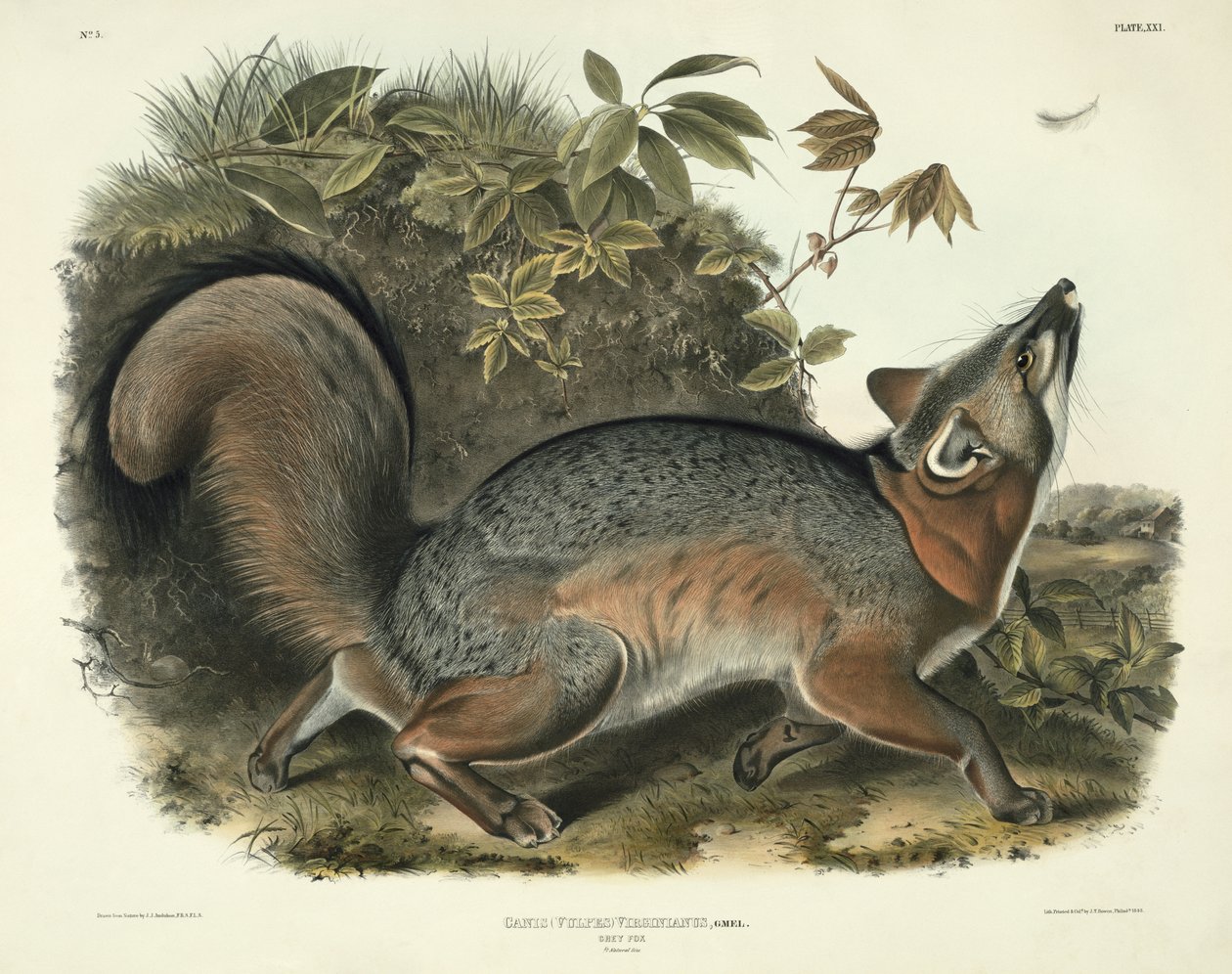 Canis (Vulpes) Virginianus (Gray Fox) ، اللوحة 21 من "Quadrupeds of North America" ، محفورة بواسطة John T. Bowen (1801-c.1856) ، 1843 بواسطة جون جيمس أودوبون