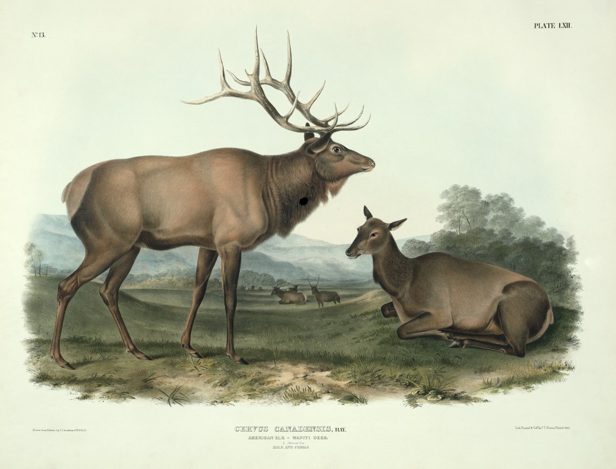 Cervus Canadensis (American Elk ، Wapiti Deer) ، اللوحة 62 من "Quadrupeds of North America" ، محفورة بواسطة John T. Bowen (1801-c.1856) ، 1845 بواسطة جون جيمس أودوبون