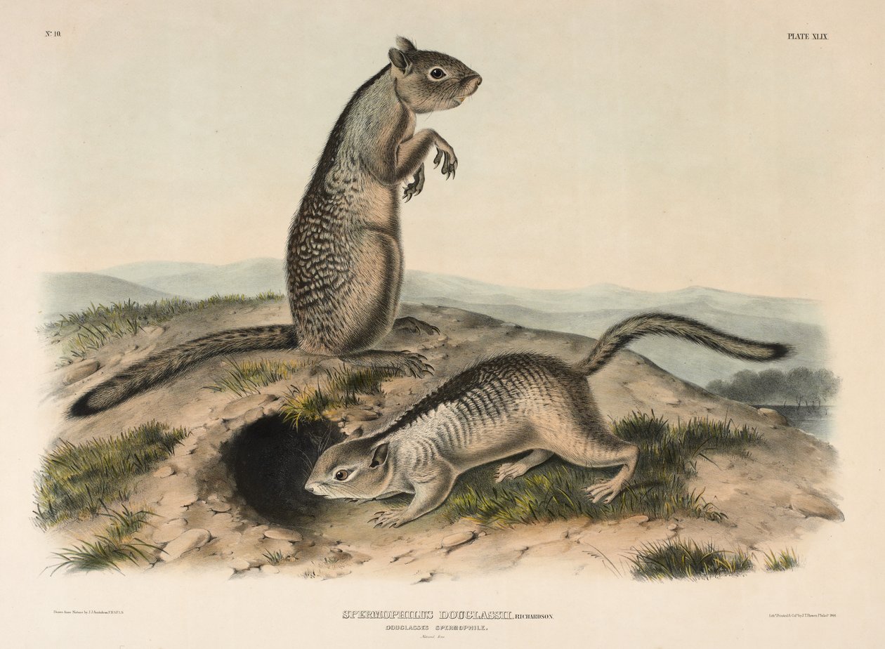Douglasses الحيوانات المنوية (Spermophillus Douglassii) ، 1844 (الطباعة الحجرية الملونة يدويًا) بواسطة جون جيمس أودوبون