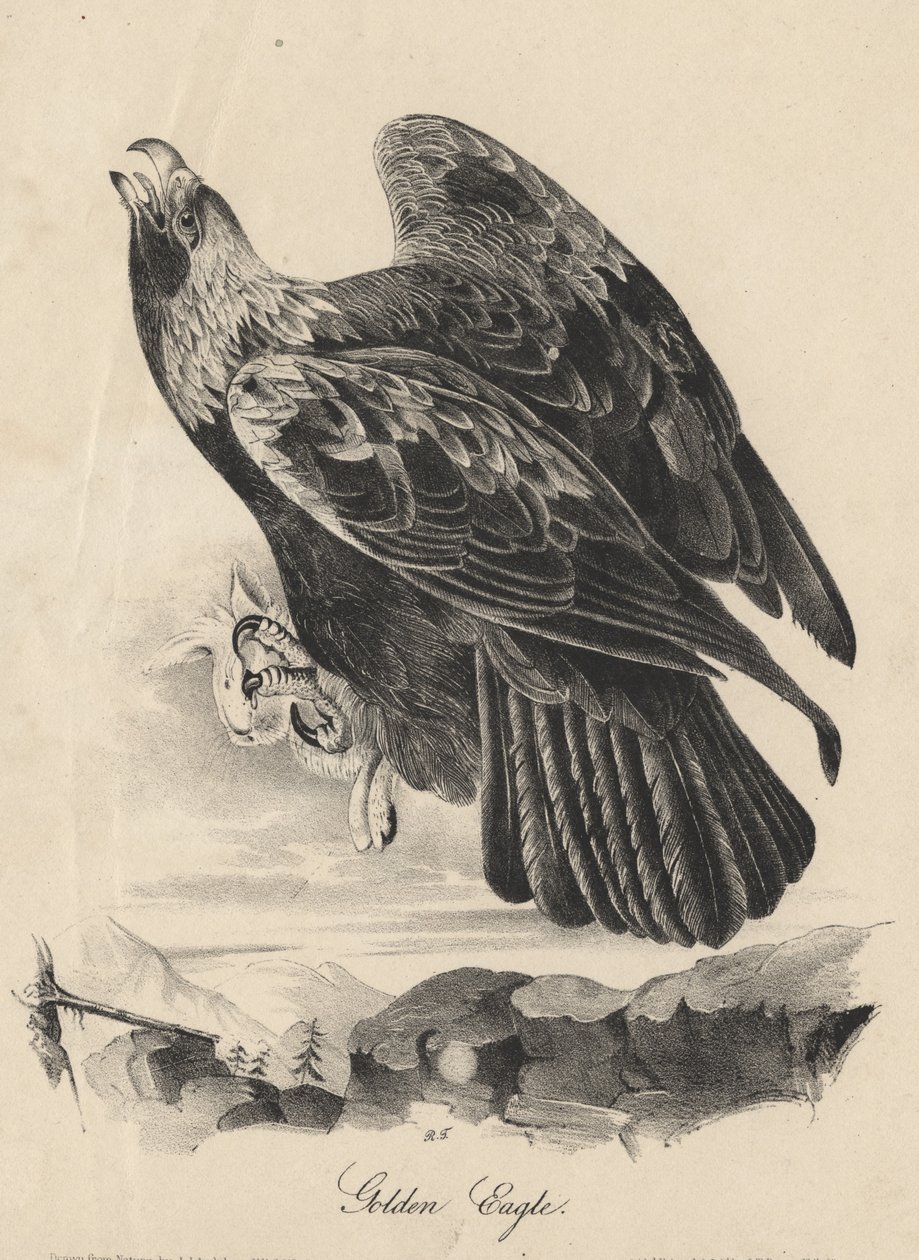 النسر الذهبي ، litho بواسطة JT Bowen ، من "Birds of America" ، 1840 بواسطة جون جيمس أودوبون