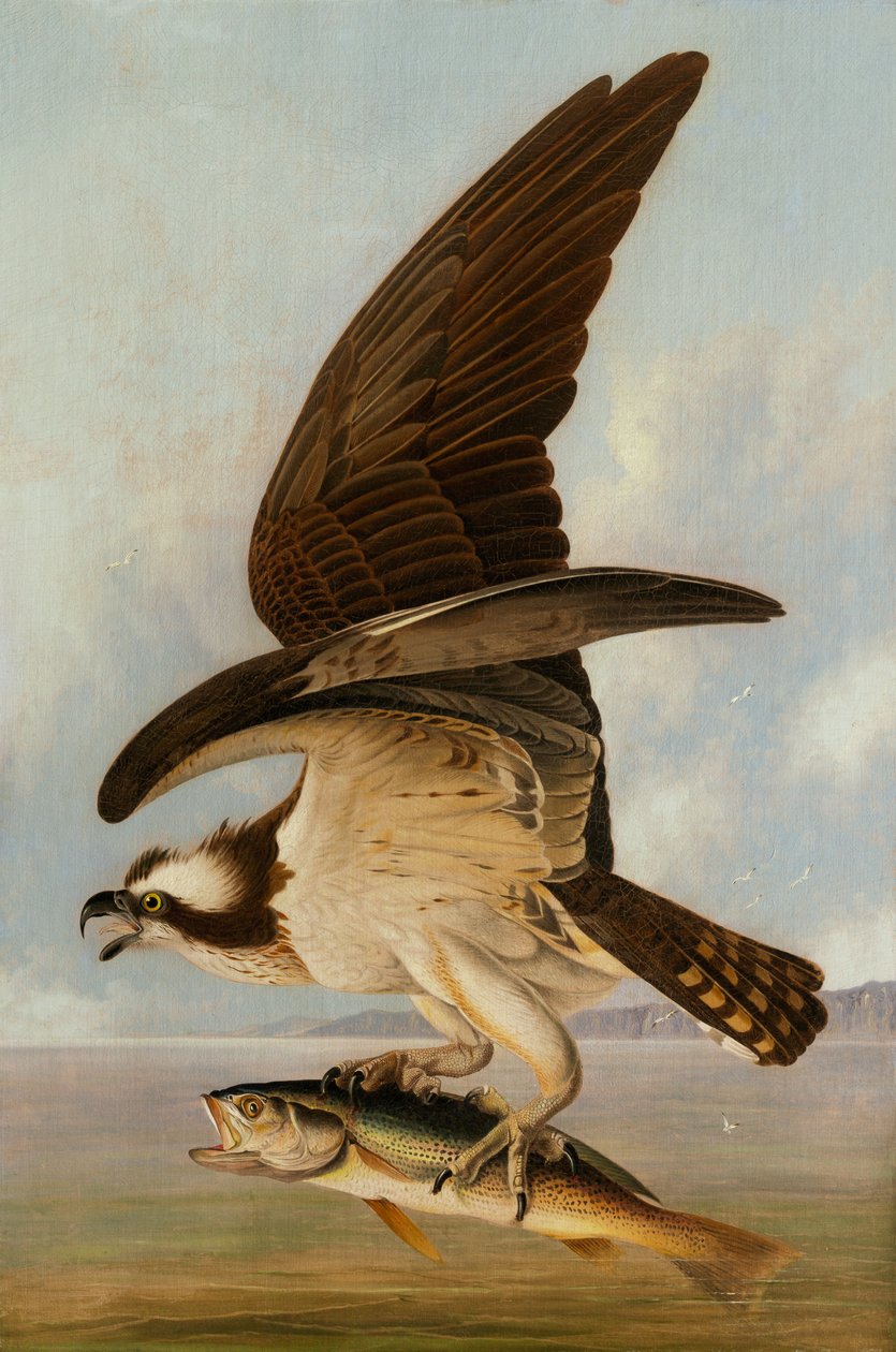 Osprey and Weakfish ، 1829 (زيت على قماش على لوح صلب) بواسطة جون جيمس أودوبون