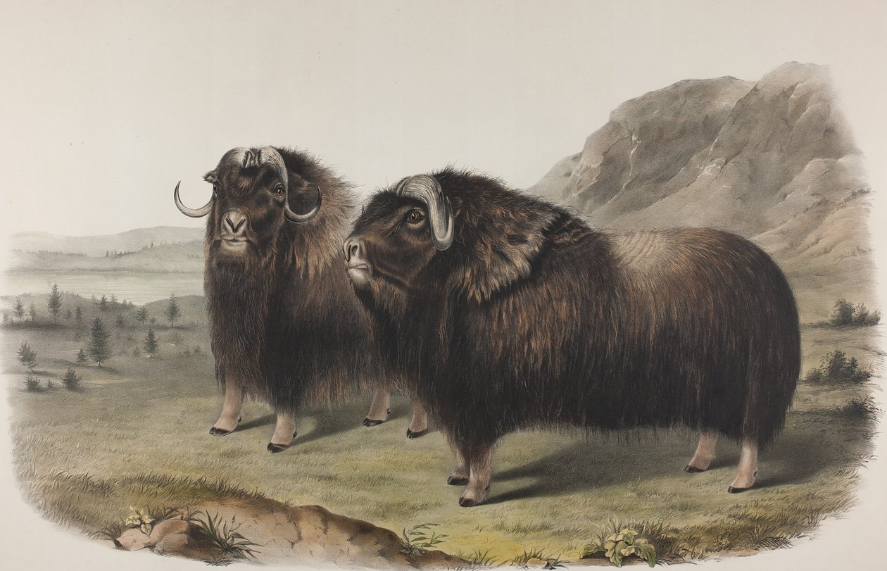 صفيحة 111. Ovibus Moschatus، Gmel. مسك أوكس ، 1848 (طباعة يدوية ملونة ملونة مطبوعة على ورق منسوج) بواسطة جون جيمس أودوبون