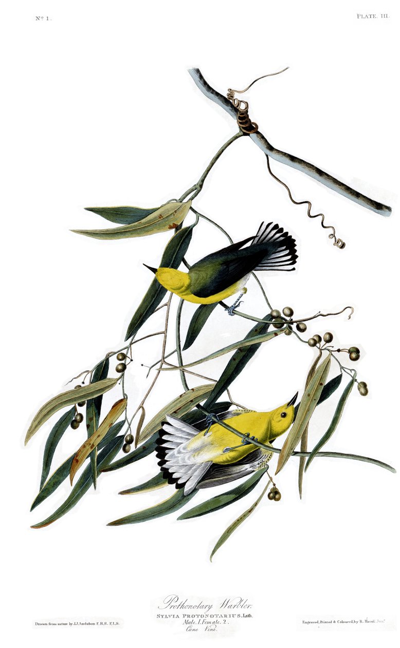 اللوحة 3 من طيور أمريكا بقلم جون جيمس أودوبون تصور Warblerotary Warbler بواسطة جون جيمس أودوبون