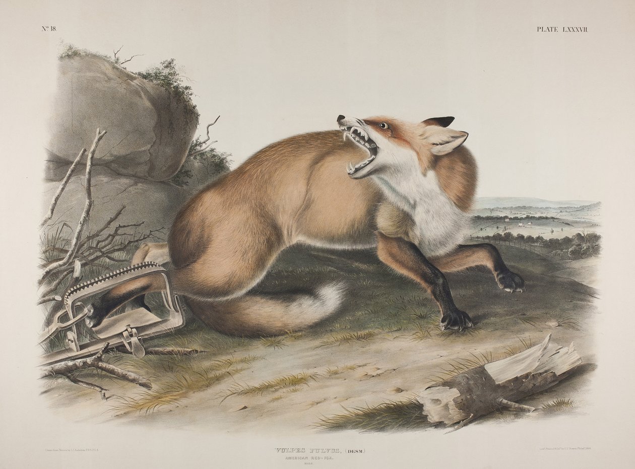 اللوحة 87. Vulpes Fulvus، Desm. أمريكان ريد فوكس ، 1846 (ليثو ملونة ملونة مطبوعة على ورق منسوج) بواسطة جون جيمس أودوبون
