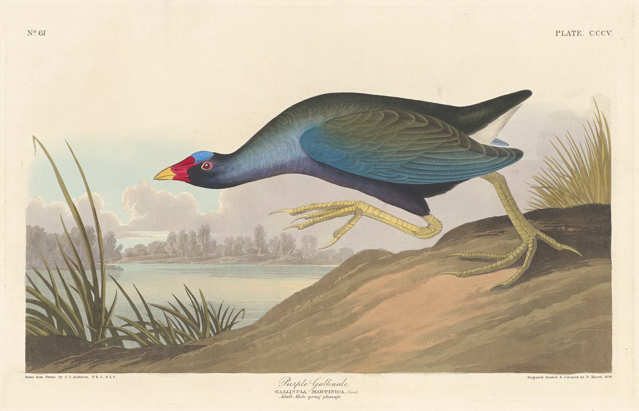 Gallinule الأرجواني ، 1836 بواسطة جون جيمس أودوبون