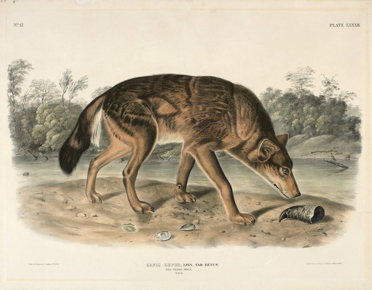 Red Texan Wolf (Canis Lupus) ، 1845 (طباعة حجرية ملونة) بواسطة جون جيمس أودوبون