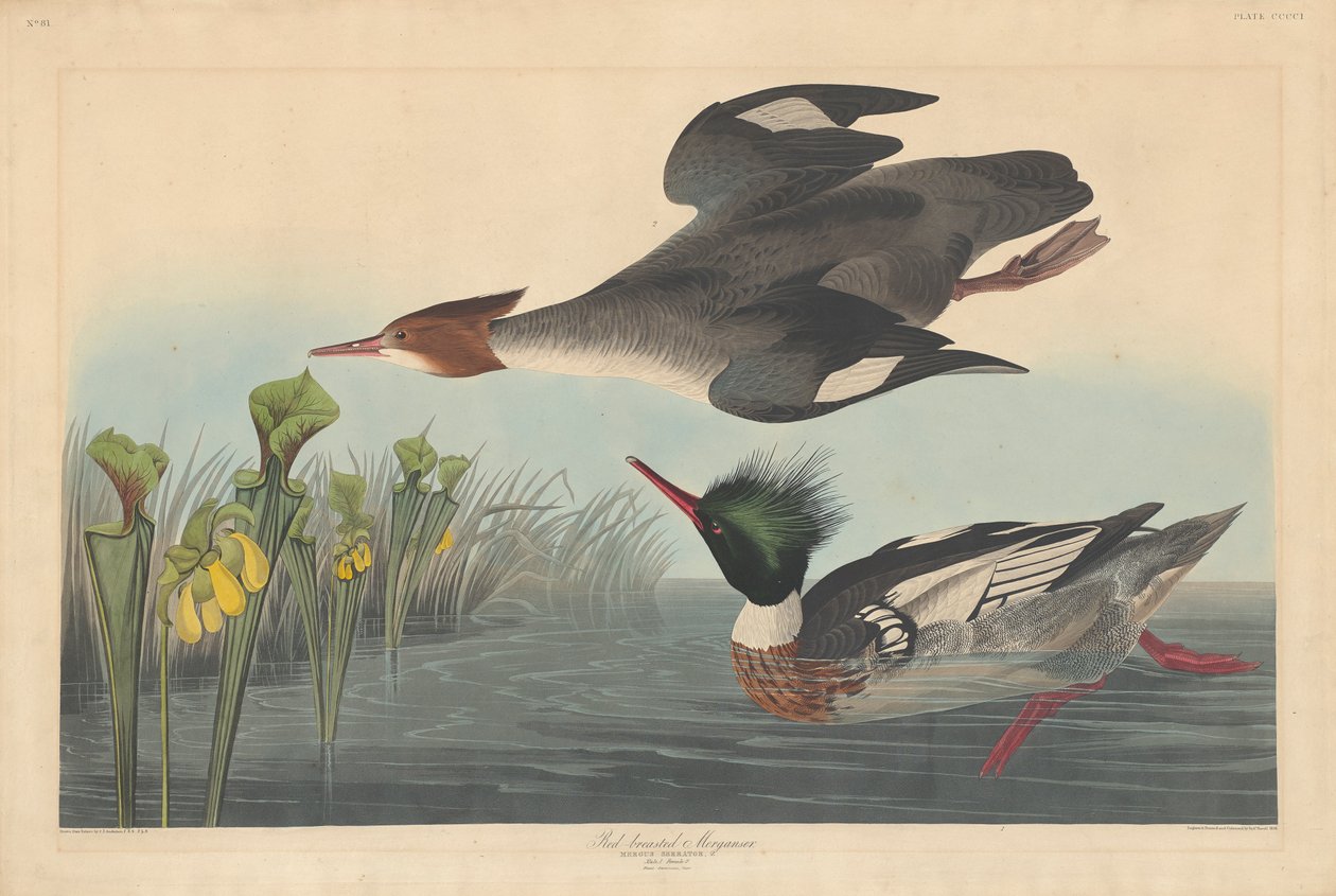 Merganser ذات الصدر الأحمر ، 1838 بواسطة جون جيمس أودوبون