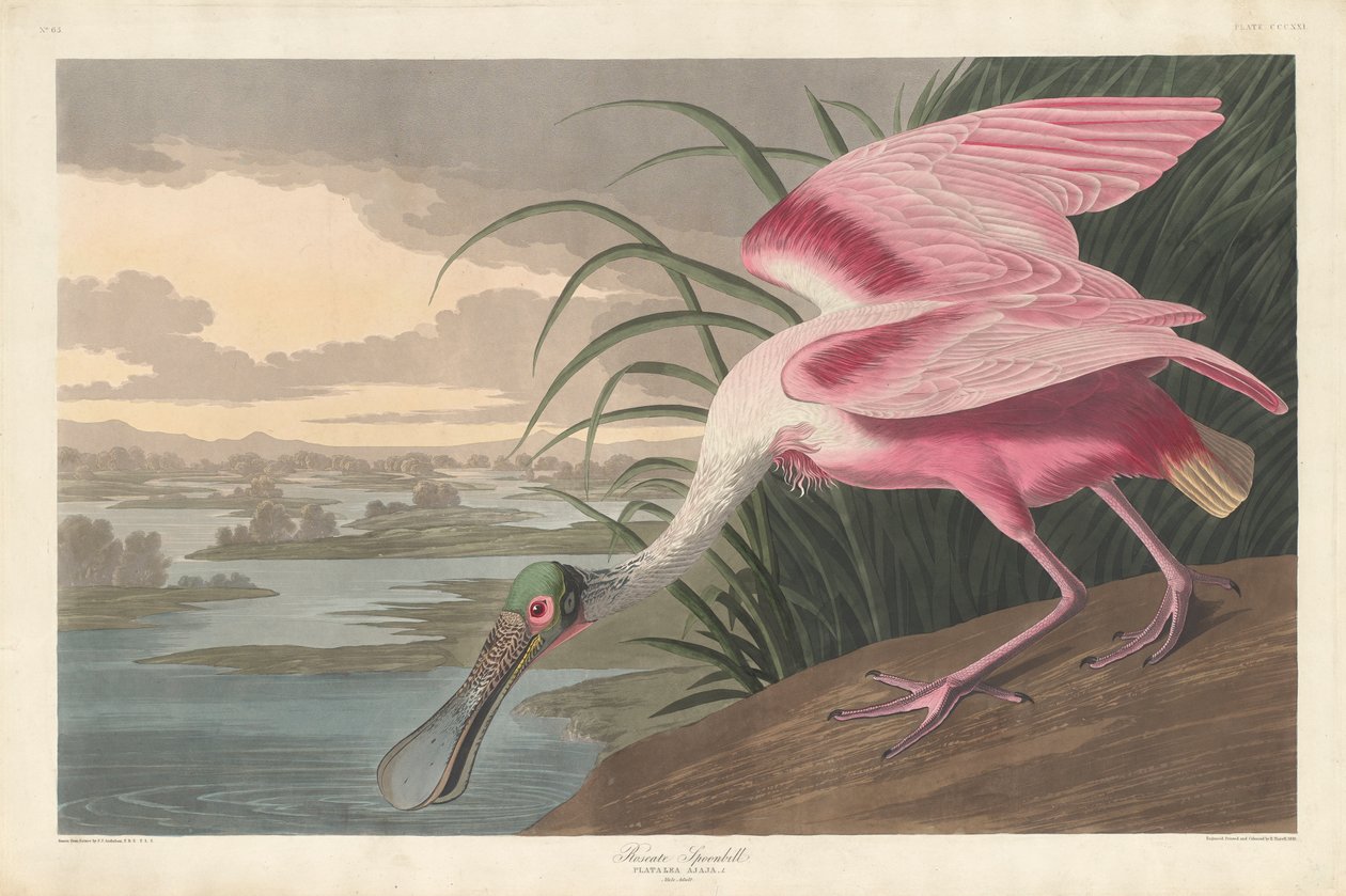 Roseate Spoonbill ، 1836 بواسطة جون جيمس أودوبون