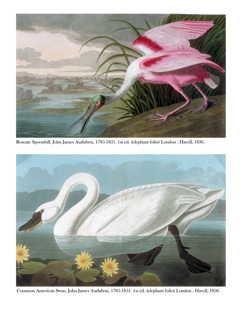 Roseate Spoonbill و Common American Swan ، 1836 بواسطة جون جيمس أودوبون