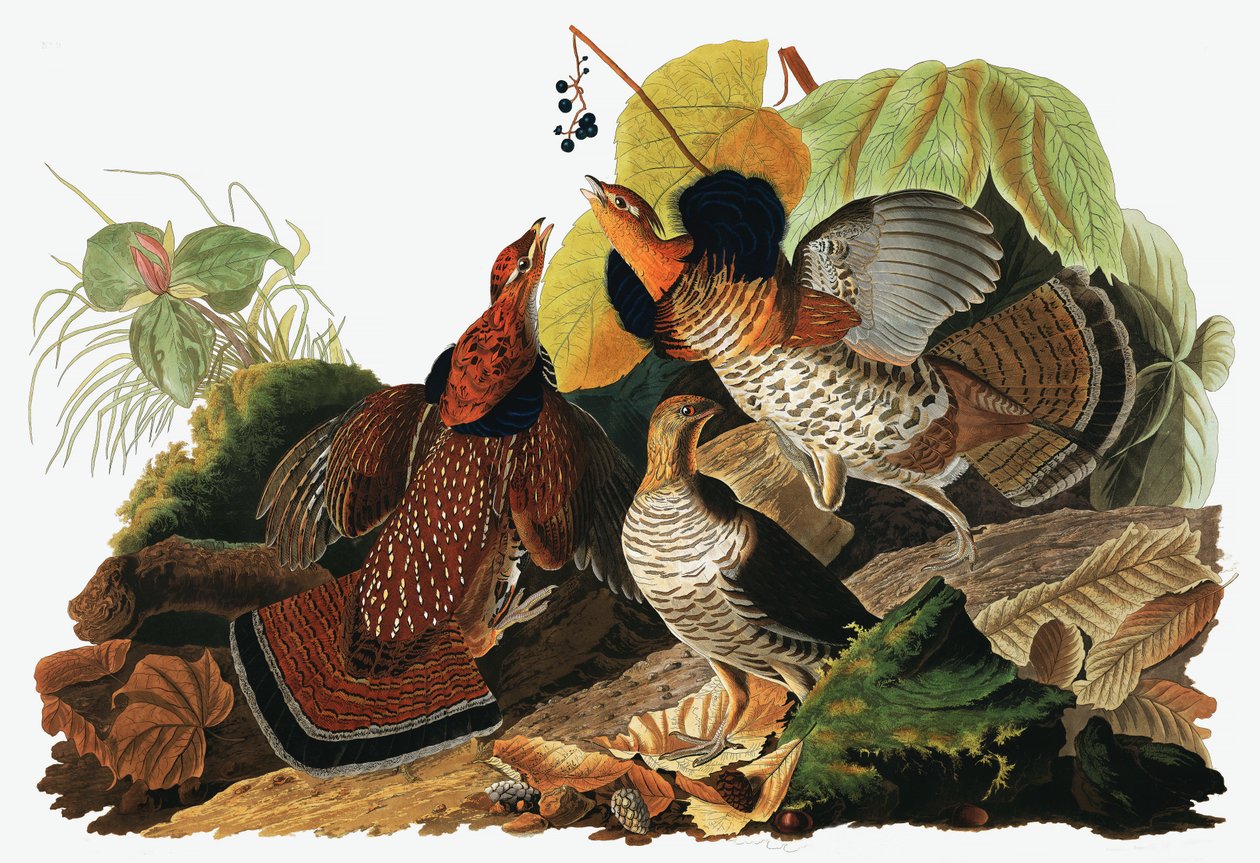 Ruffed Grouse ، Tetrao Umbellus ، من The Birds of America بواسطة John J. Audubon ، pub. 1827-38 (النقش اليدوي) بواسطة جون جيمس أودوبون