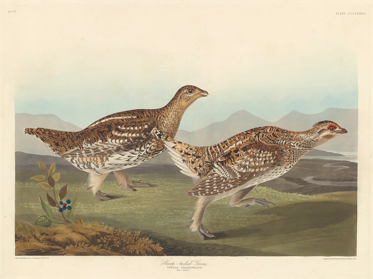 ذيل حاد حاد ، 1837 بواسطة جون جيمس أودوبون