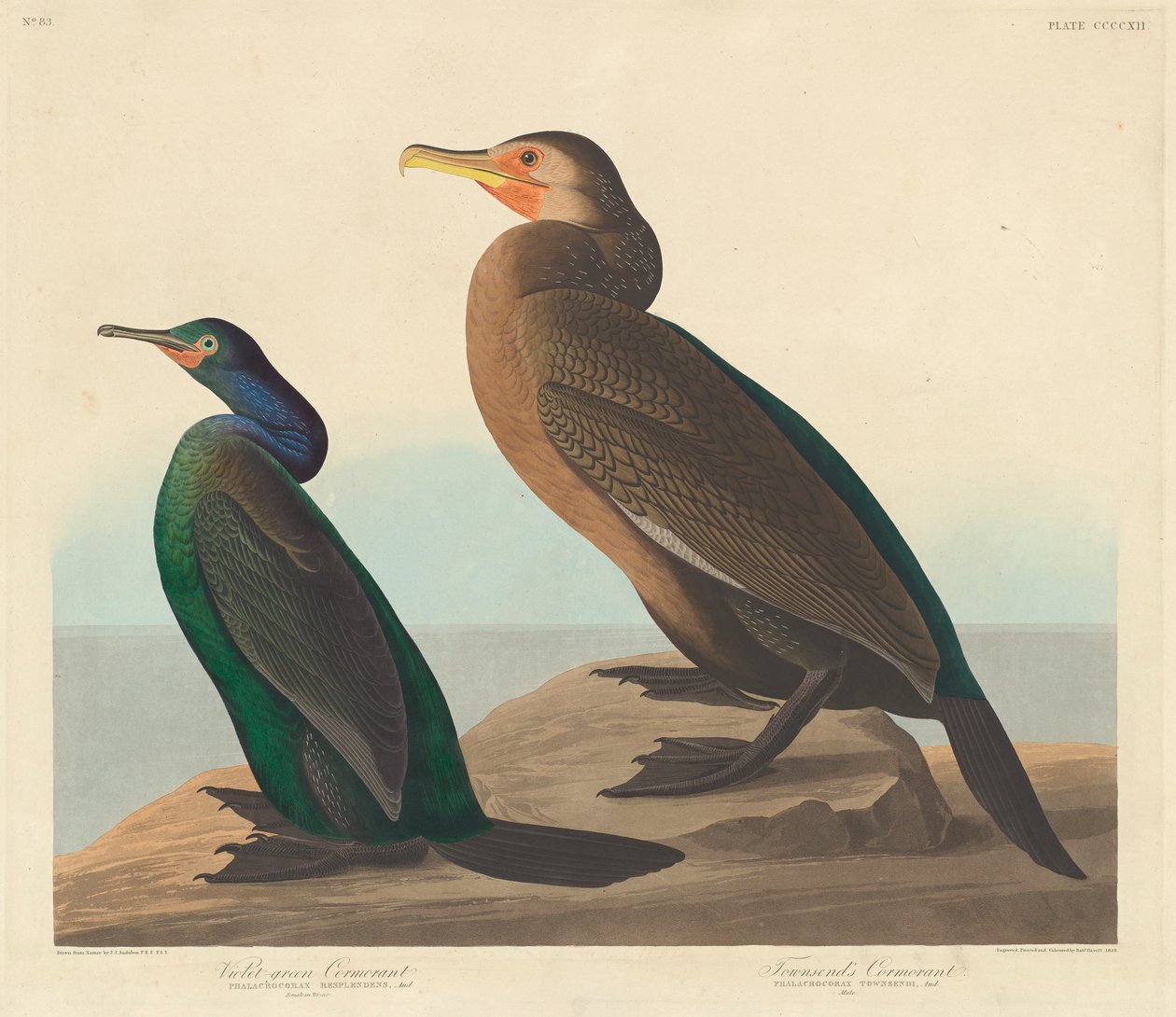 غاق أخضر بنفسجي و Townsends Cormorant ، 1838 بواسطة جون جيمس أودوبون