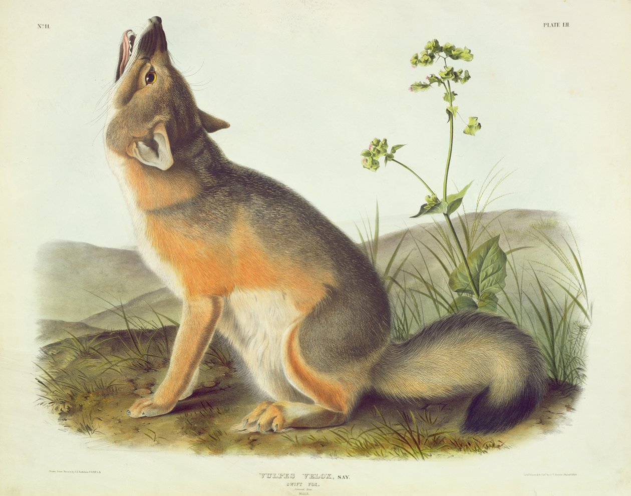 Vulpes Velox (Swift Fox) ، اللوحة 52 من "Quadrupeds of North America" ، محفورة بواسطة John T. Bowen (1801-c.1856) ، 1844 بواسطة جون جيمس أودوبون