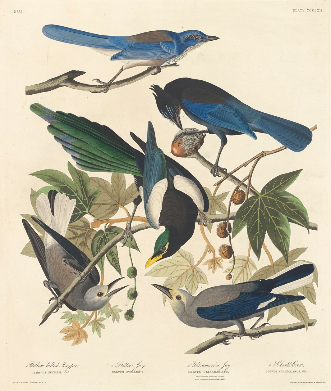 العقعق الصفراء ذات الفاتورة الصفراء ، Stellers Jay ، Ultramarine Jay و Clarks Crow ، 1837 بواسطة جون جيمس أودوبون