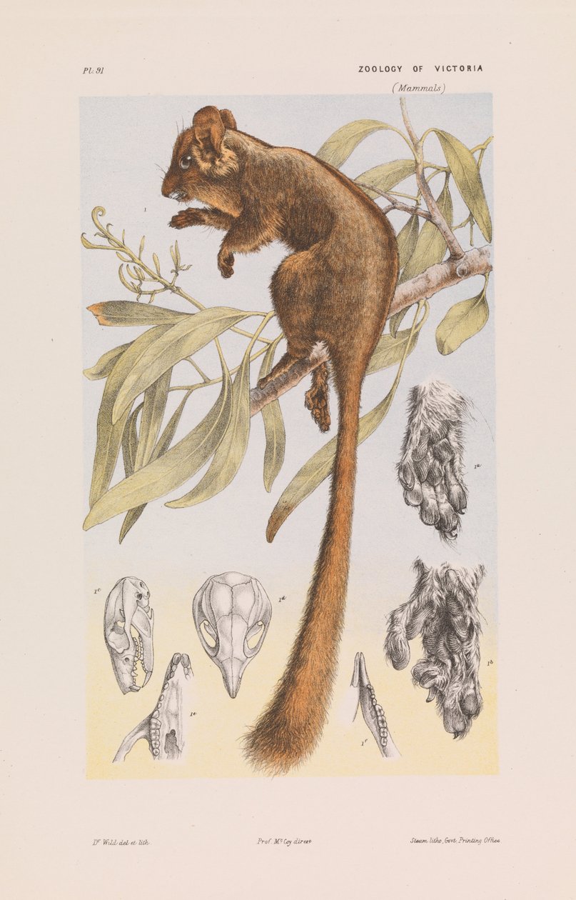 Leadbeaters Possum، Gymnobelideus leadbeateri بواسطة جون جيمس وايلد