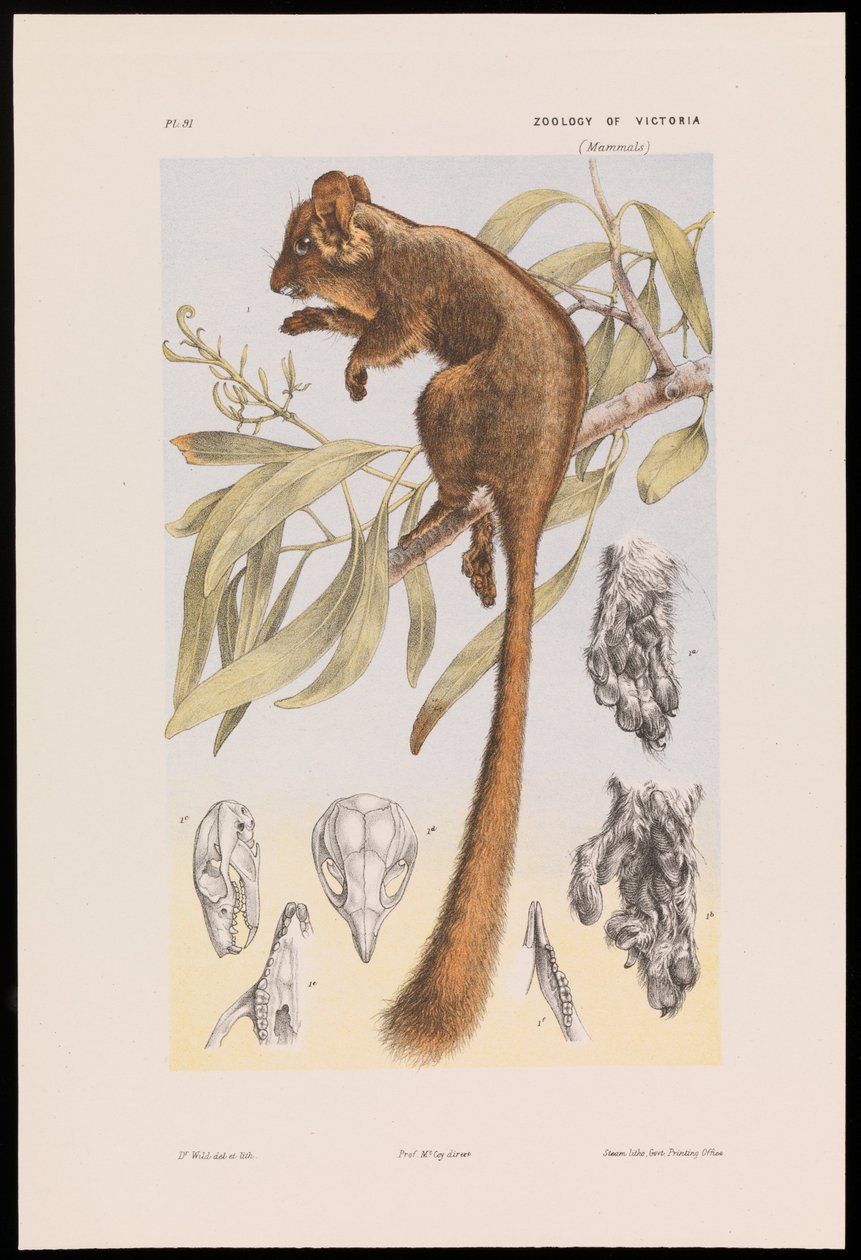 Possum Possum ، Gymnobelideus leadbeateri بواسطة جون جيمس وايلد